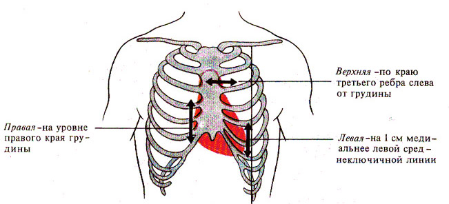 Границы сердца фото