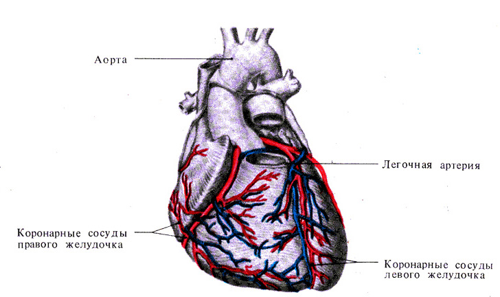 Коронарные артерии сердца