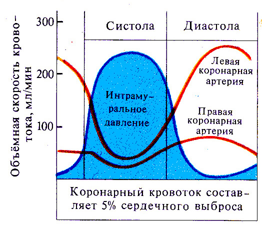 Систола и диастола. Коронарное перфузионное давление это. Перфузионное давление коронарных артерий. Давление в коронарных артериях. Кровоток в коронарных артериях в систолы.