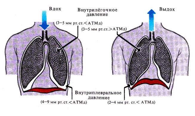 Какое значение имеет герметичность стенок грудной полости в механизме вдоха