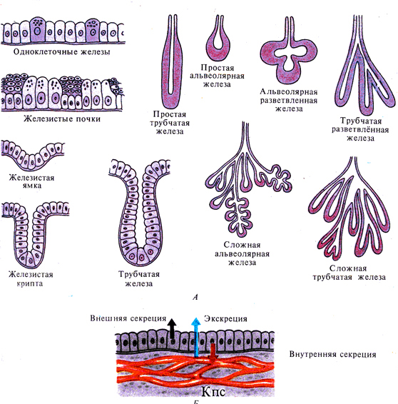 Сложные железы. Простая трубчатая железа строение. Альвеолярные трубчатые и альвеолярно трубчатые железы. Простая разветвленная трубчатая железа. Сложная альвеолярно-трубчатая железа схема.