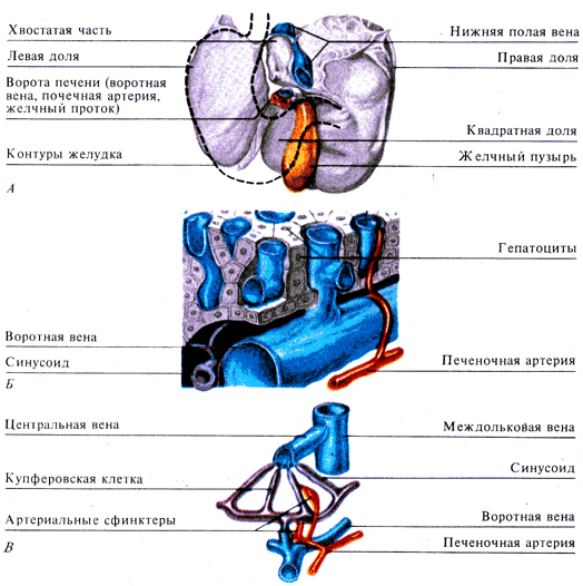 Строение стенки нижней полой вены