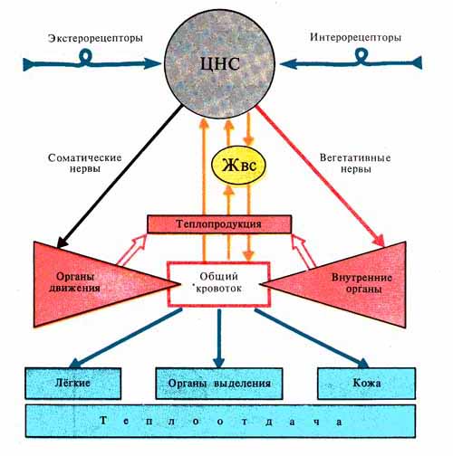 Схема терморегуляции физиология