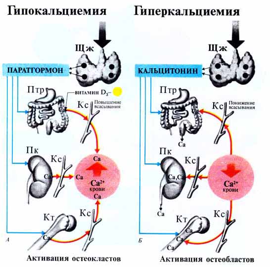 Механизм паратгормона