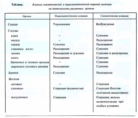 Симпатические нервы влияют на деятельность органов человека