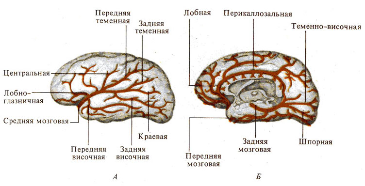 А б мозговой. Кровоснабжение височной извилины. Кровоснабжение мозга медиальная поверхность. Физиологические основы психики схема. Физиологические основы психики человека презентация.