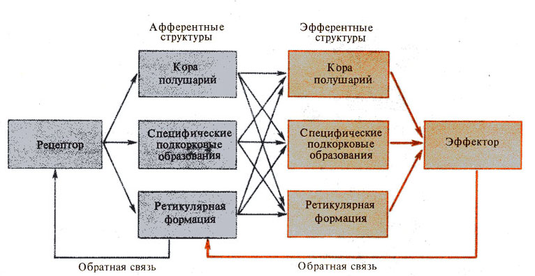 Условного рефлекса схема