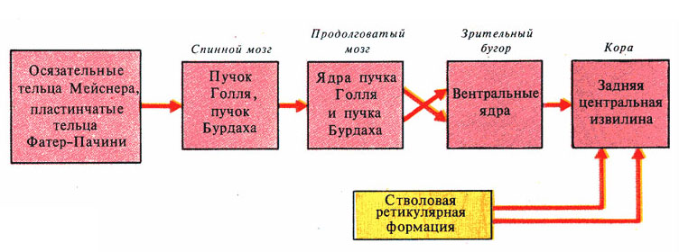 Блок схема болевого анализатора