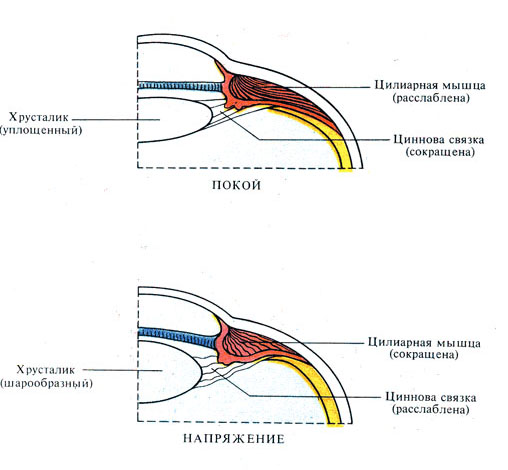 Схема механизма аккомодации анатомия