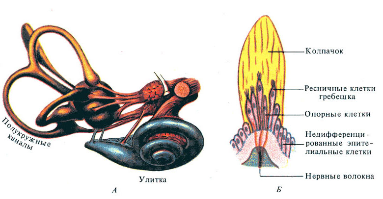 Схема периферического отдела вестибулярного анализатора