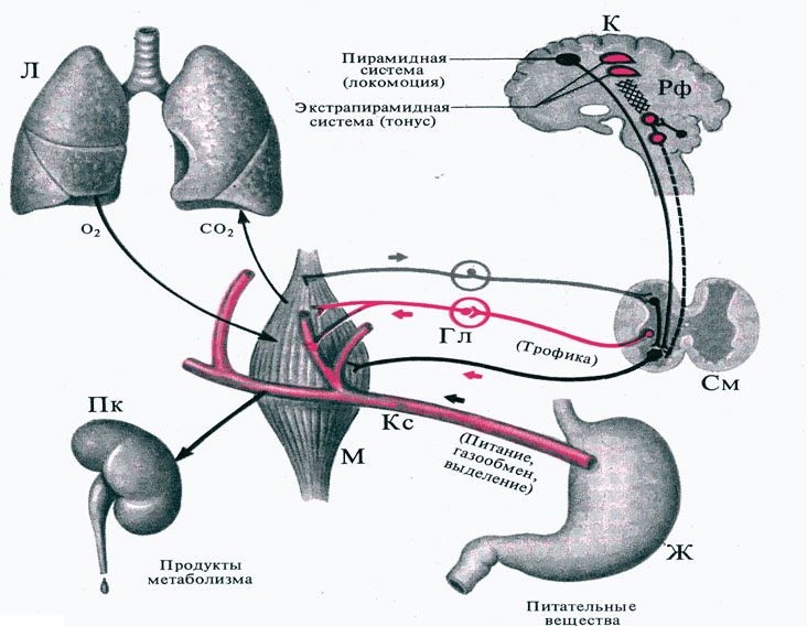 Экстрапирамидная система схема пути