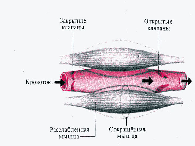 Рассмотрите рисунок мышцы различного функционального назначения