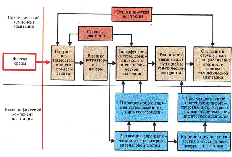 Схему механизмов адаптации