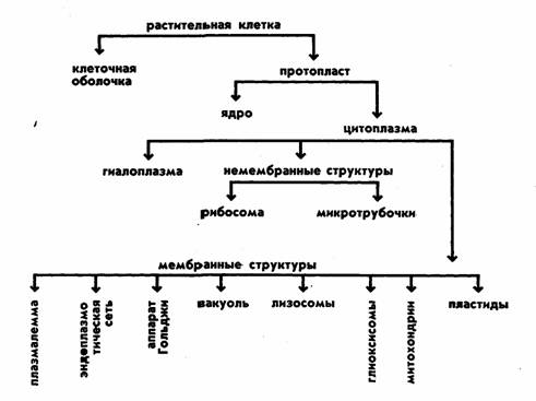 Контрольная работа: Физиологическое значение цитоплазмы ферментов и фотосинтеза