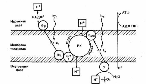 Хемиосмотическая теория митчелла схема