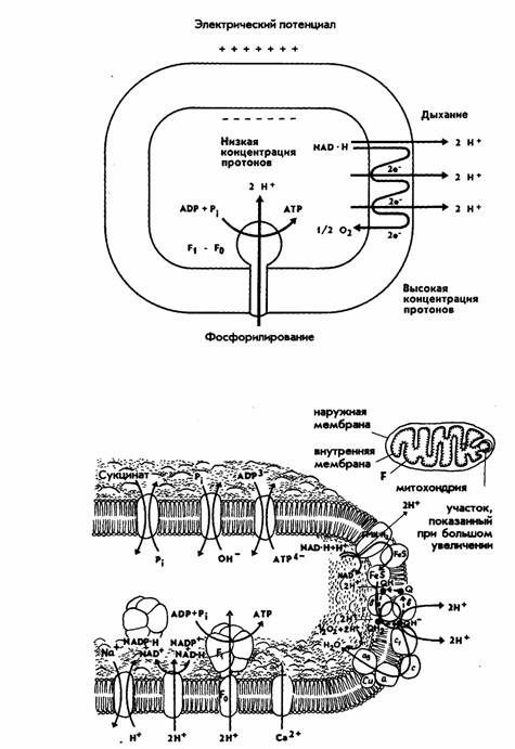 Хемиосмотическая теория митчелла схема
