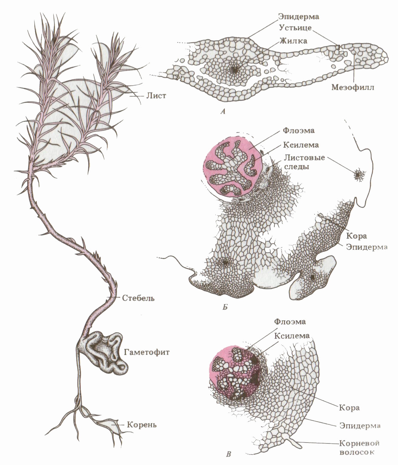 Анатомическое строение стебля плауна
