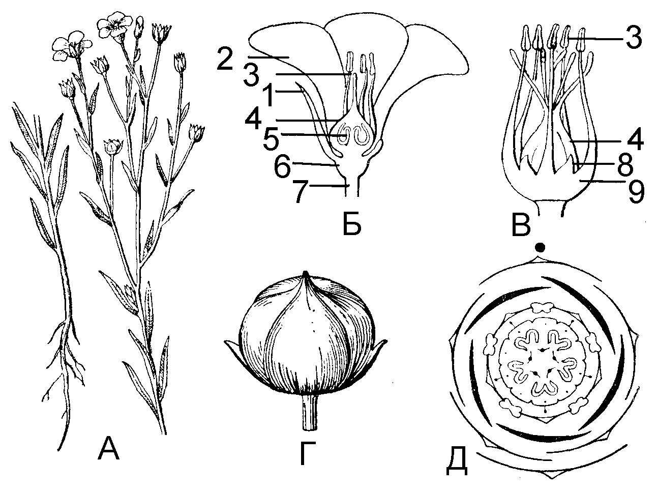 Строение льна. Лен формула цветка. Гинецей гвоздичных. Семейство Лилейные диаграмма цветка. Тмин обыкновенный строение цветка.