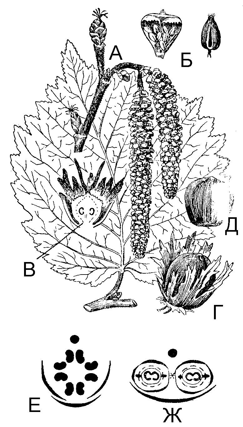 Диаграмма цветка березы повислой