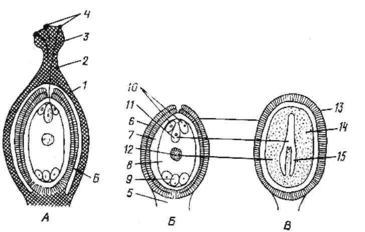 К какому классу относят растение схема развития пыльцевого зерна которого показана на рисунке