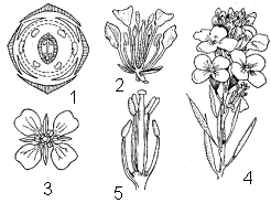Строение редьки дикой. Гинецей крестоцветных. Сурепка обыкновенная диаграмма цветка. Гинецей капустных. Brassicaceae плод.