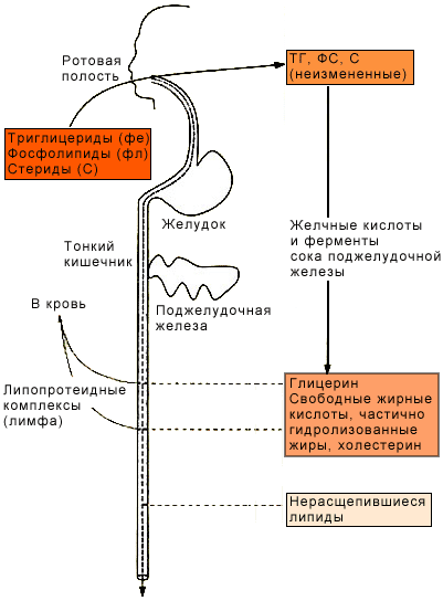 Обмен жиров схема