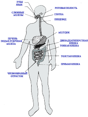 Схема строения человека 4 класс. Внутренние органы человека ВПР. Схема органов человека в полный рост для детей. Внутренние органы пищеварения человек в полный рост. Строение тела человека ВПР.